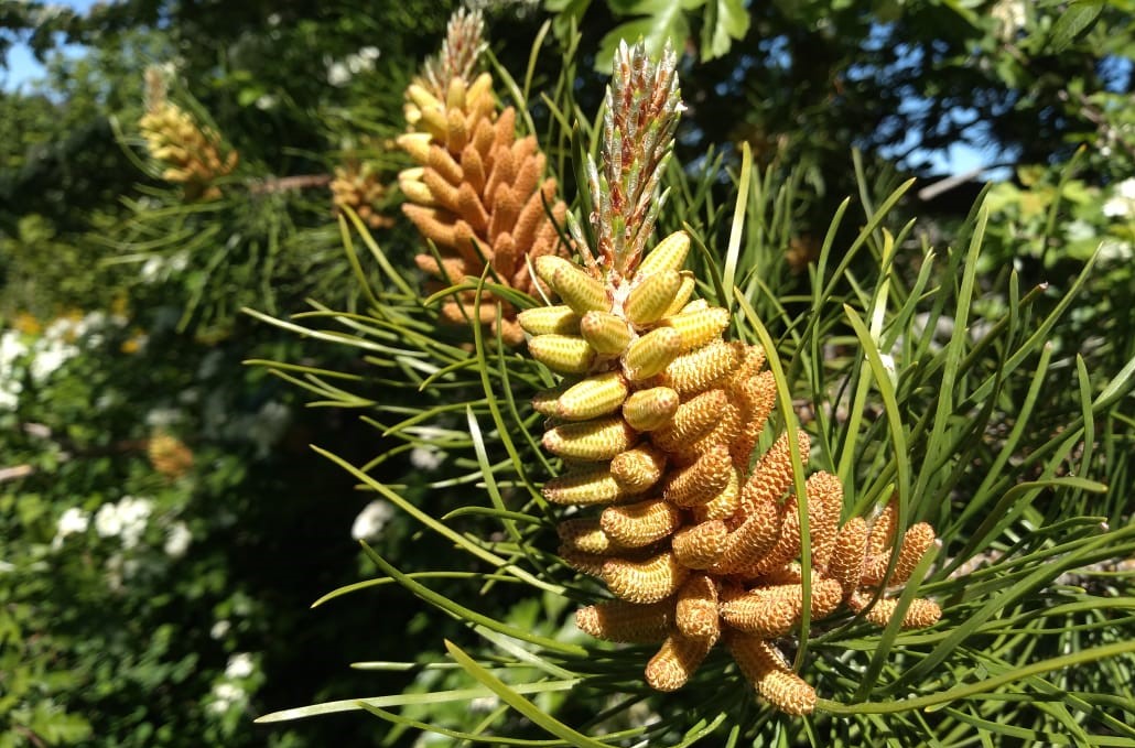 Revelan los impactos ecológicos del polen de pino en los suelos